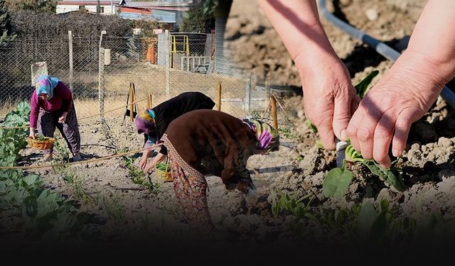 Bornovalı kadınların elinden en doğal ürünler... Kent Bostanı’nda ilk hasat