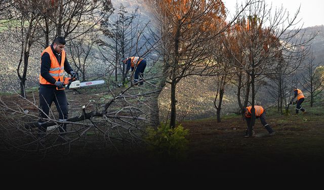 Çiğli'de yeşil seferberlik... Yangının yaraları sarılıyor!