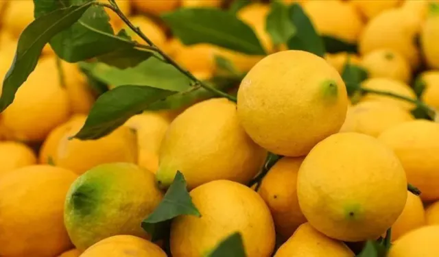 Limonun fiyatı cep yaktı... Fiyat farkı yüzde 253 oldu