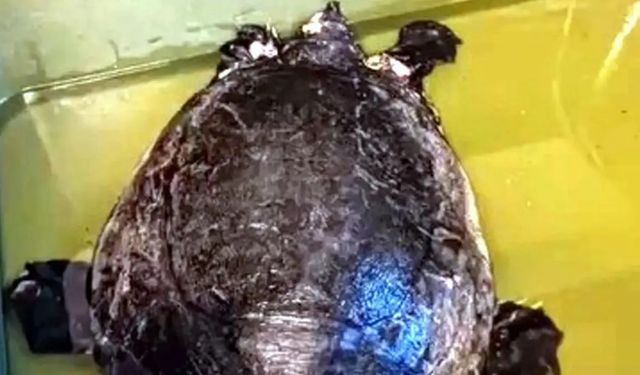 Dalyan Kanalı'nda yaralı caretta caretta bulundu