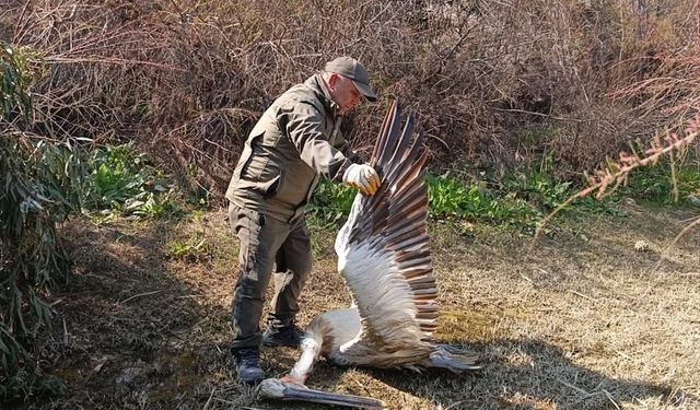 Aydın'da silahla vurulan tepeli pelikan ölü bulundu