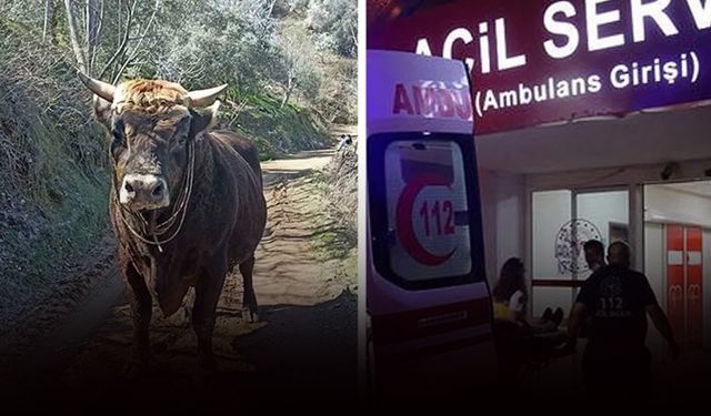 Aydın'da acı olay: Boğa saldırısına uğrayan genç hayatını kaybetti