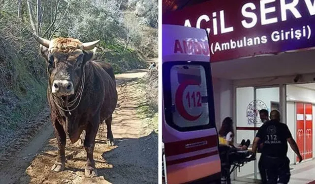 Güreşlere katıldığı boğasının boynuz darbeleriyle öldü
