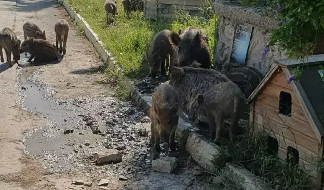 İlçe merkezine inen yaban domuzlarına karşı mücadele başlatıldı
