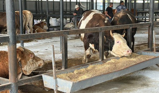 1,2 tonluk boğa, 350 bin liraya alıcı buldu
