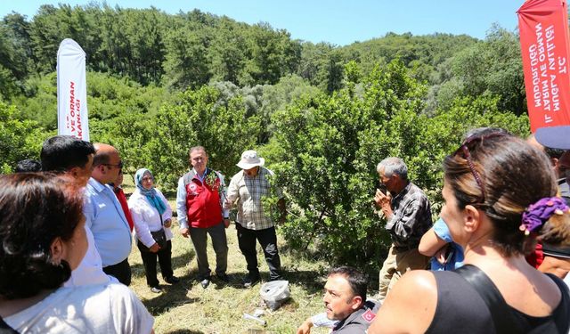 Muğla'da sakız hasadı yapıldı
