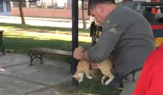 Salihli'de ağaçta mahsur kalan kedi kurtarıldı