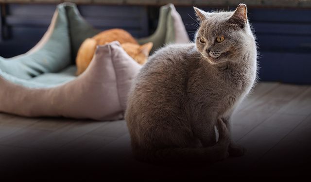 Buca’da sahiplenilen can dostlarına ücretsiz bakım