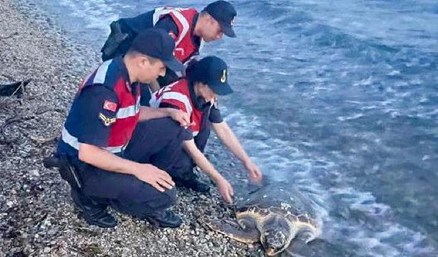 Muğla'da yaralı caretta caretta bulundu