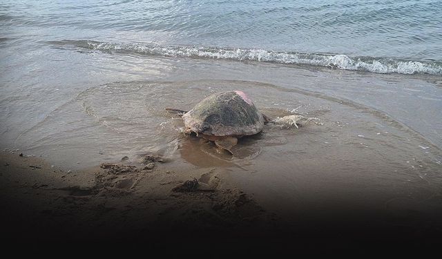 Caretta caretta 'Güzel İzmir'in sinyali Gazze açıklarında kesildi