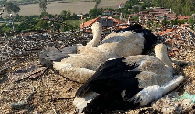 Muğla'da ayaklarına ip dolanan leylek yavruları kurtarıldı