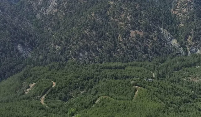 Muğla'da bazı bölgelerde ormanlık alanlara giriş yasağı getirildi