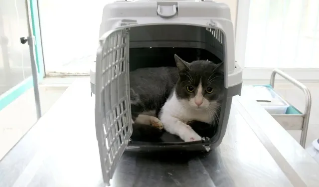 Aydın'da 5'inci kattan düşen kedi, sağlığına kavuştu