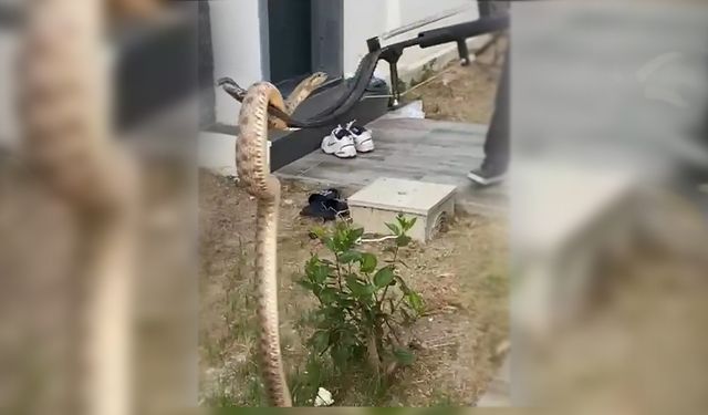 Evin boşluğundaki yılan itfaiye ekiplerince yakalandı