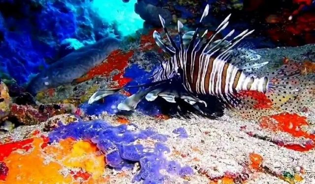 Hint Okyanusu canlısı Ayvalık'ta görüntülendi