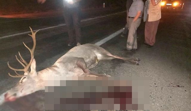 Yaralı halde bulunan geyik, tedavi altına alındı