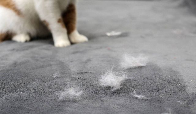 Kedi tüyü akciğere kaçar iddiasına uzmanından yanıt!