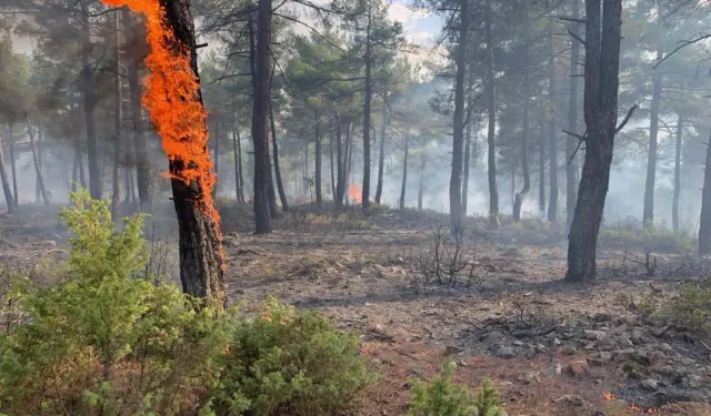 Ormanlık alana yıldırım düştü: Çıkan yangında 1 hektar alan kül oldu!