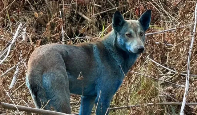 Çernobil’de neler oluyor? 'Mavi köpekler' görüldü