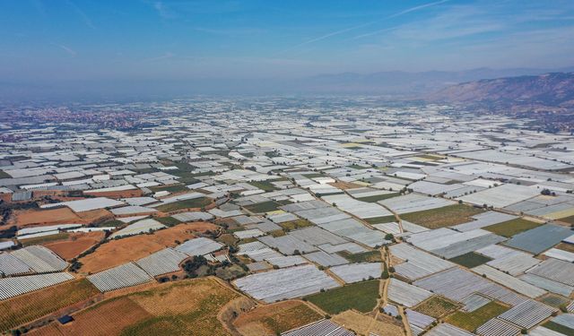 Sofralık üzümün üretim merkezinde bereket sevinci