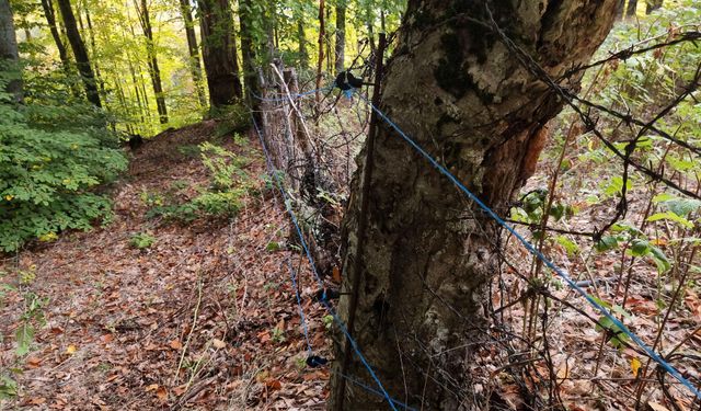 Çiftçi Esra, ilk hasadını ayılara kaptırdı