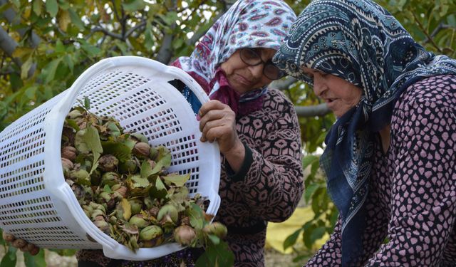 Manisa'da ceviz hasadı başladı