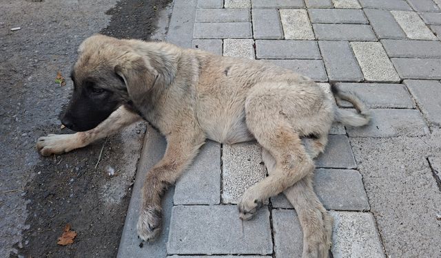 Yaralı bulunan sokak köpeği, tedavi altına alındı