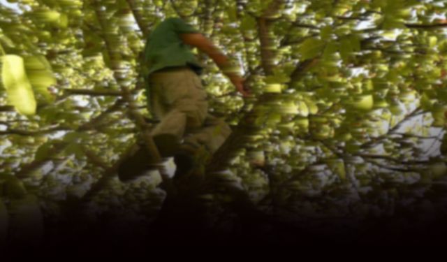 Budamak için çıktığı ağaçtan düştü: Yaşlı adam kurtarılamadı