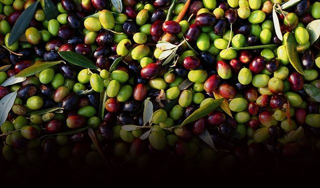 Sofralık zeytin 'yok yılı'nda kalitesiyle sevindirdi
