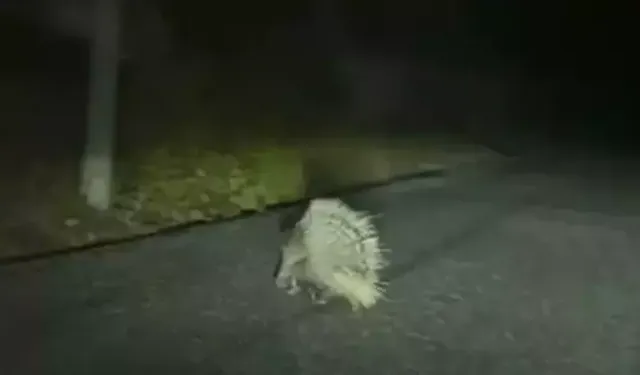 Aydın'da nesli tükenme altındaki oklu kirpi görüldü