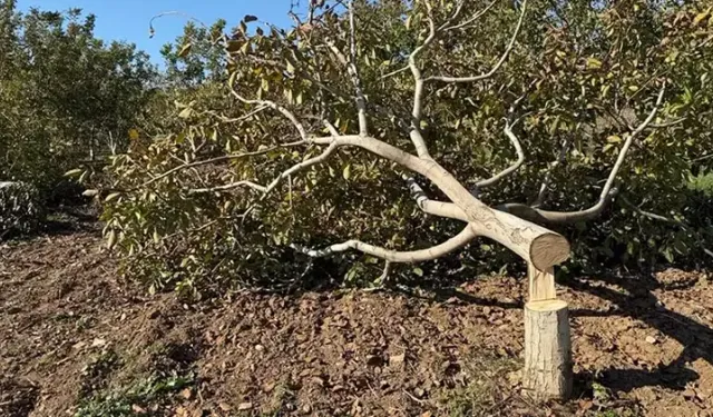 İki bahçesindeki 30 ağaç kesildi, jandarmaya şikayetçi oldu