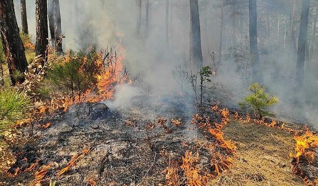 Kütahya'da çıkan orman yangını kontrol altına alındı