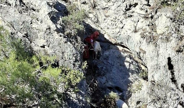 Fethiye'de kayalıkta mahsur kalan 4 keçiyi, AKUT kurtardı
