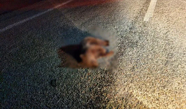 Bir garip olay: Kara yolunda ölü ayı yavrusu bulundu!
