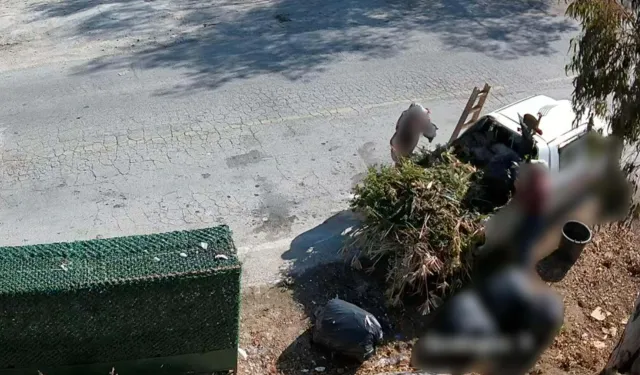 Bodrum'da çevreyi kirletenlere dev ceza: Kameralara yakalandılar!