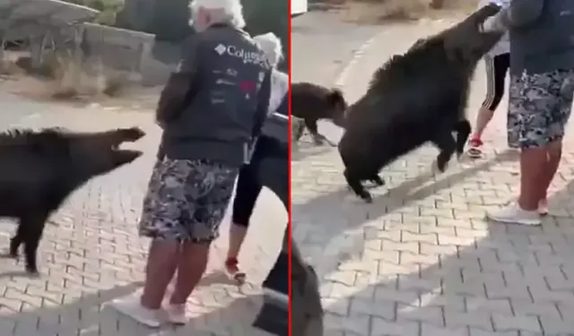 Dehşete düşüren olay: Beslediği yaban domuzu, tatilciyi ısırdı!