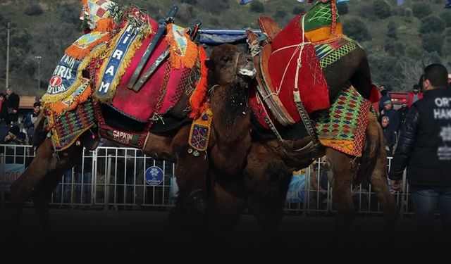 Şap hastalığı deve güreşini de vurdu... Etkinlikler ertelendi
