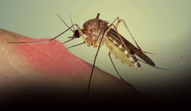 İzmir'de sivrisinek alarmı: Odadan enfeksiyon uyarısı!