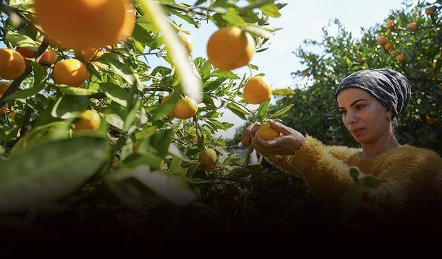 İzmir'in satsuma mandalinasında verim arttı: Üreticinin yüzü güldü!