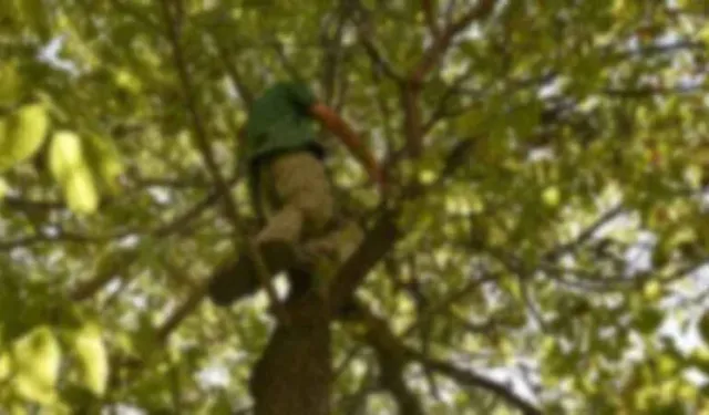 Kestane toplamak için ağaca çıktı: 10 metrelik uçuruma düştü!