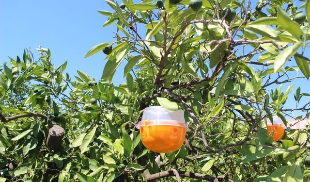 Meyve sineğine kurulan tuzaklar mandalinada ilaç kullanımını düşürdü!