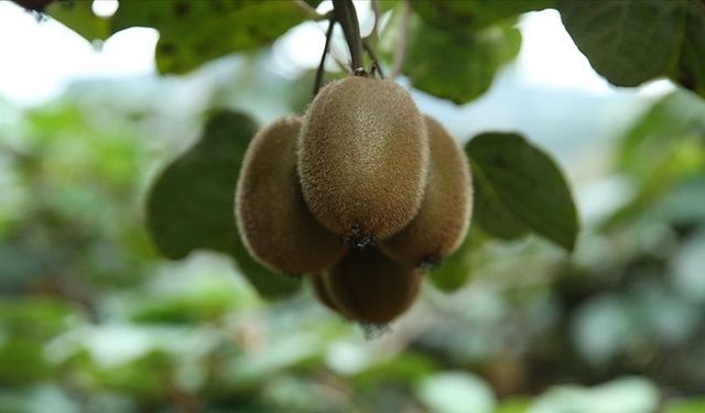 Kivi sezonu açıldı: Fiyatlar yüzde yüz oranında arttı!