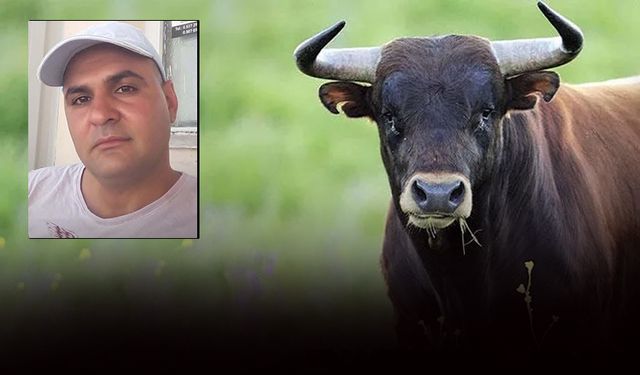 Sattığı dananın saldırısına uğradı: Boynuz darbesi sonu oldu!