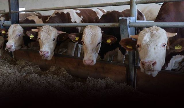 Üreticinin kabusu şap İzmir’e yayıldı: Süte büyük zam yolda!