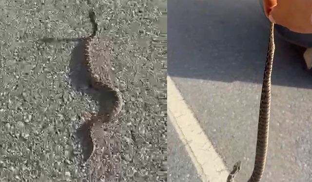 Zehirli engerekle ölüm dansı: 'Ben bir delilik yaptım'