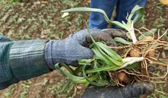 Bir dikiyor, üç alıyorlar: Tarladayken alıcısı hazır