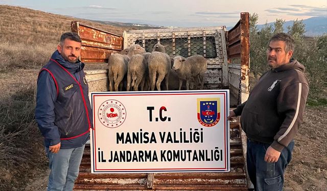 Manisa'da çalınan 8 koyun jandarma tarafından bulundu