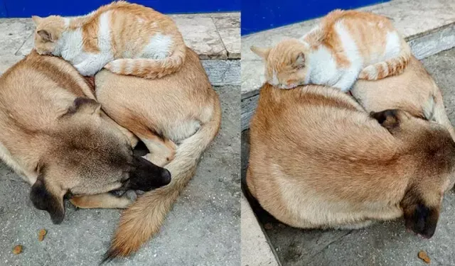 Aynı kaptan mama yiyip, birlikte uyuyorlar: Sımsıcak dostluk