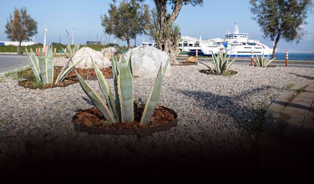 İzmir'de kurakçıl peyzaj hamlesi: Hem estetik hem tasarruflu