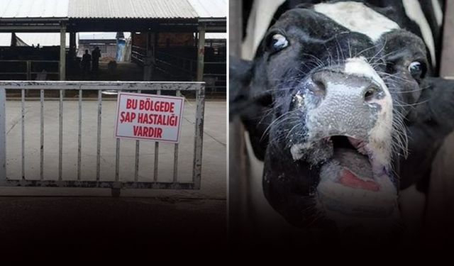 İzmir'de 'şap' alarmı: İki ilçede karantina!